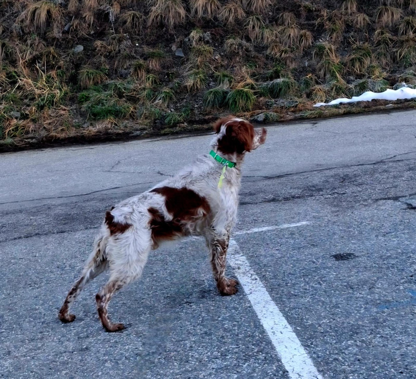 Spoutnic "dit Scout " Du Hameau De L'hirondelle