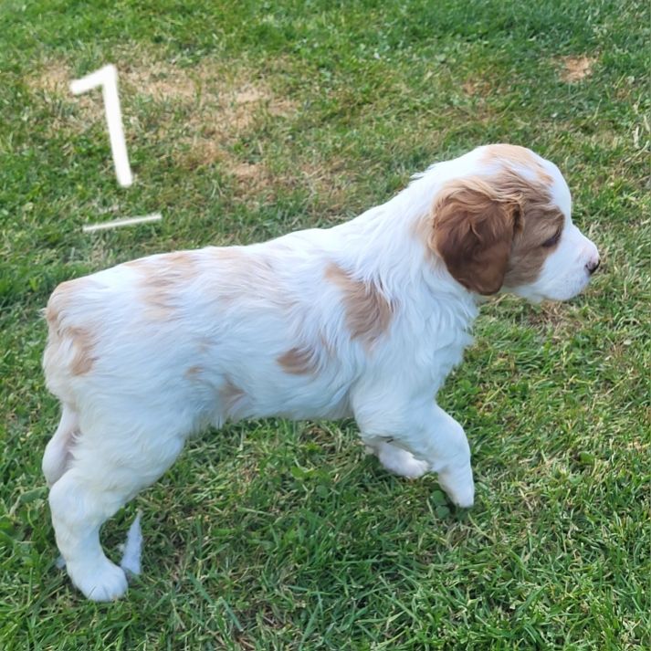 Du Hameau De L'hirondelle - Chiots disponibles - Epagneul Breton