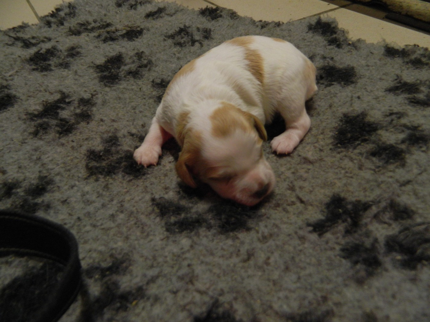 Du Hameau De L'hirondelle - Epagneul Breton - Portée née le 12/03/2026