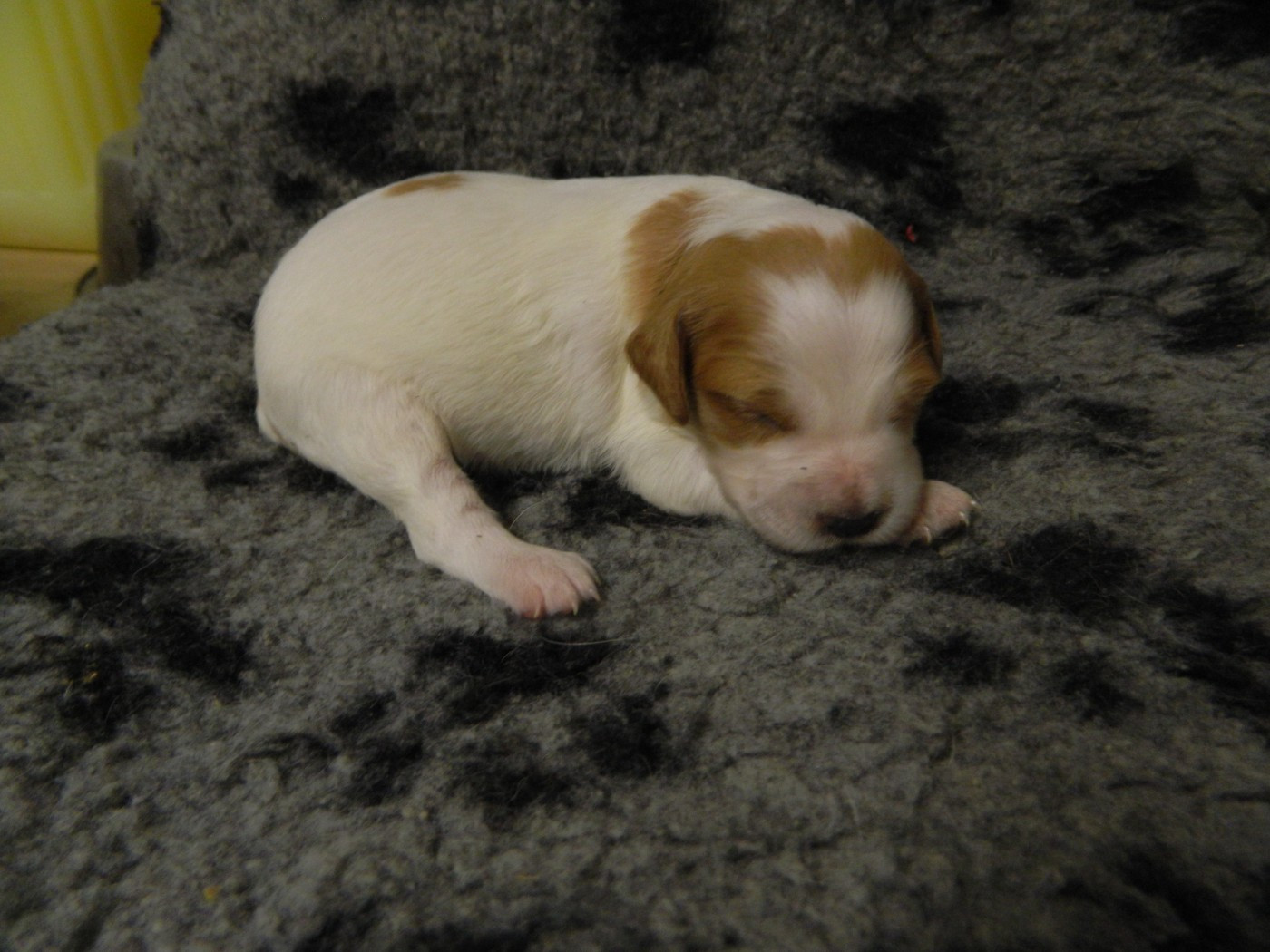 Du Hameau De L'hirondelle - Chiots disponibles - Epagneul Breton