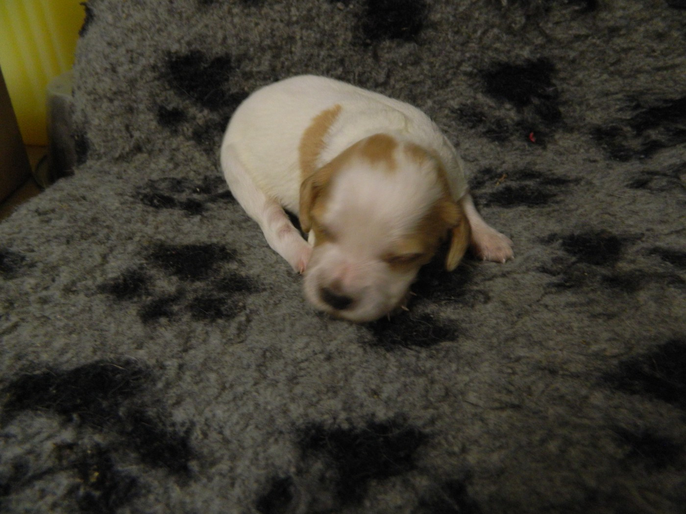 Du Hameau De L'hirondelle - Chiots disponibles - Epagneul Breton