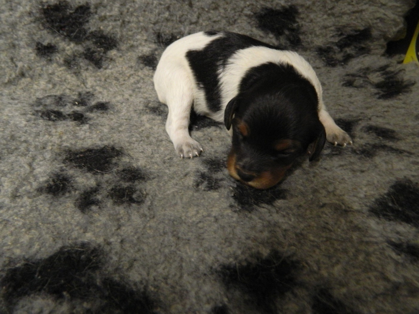 Du Hameau De L'hirondelle - Chiots disponibles - Epagneul Breton