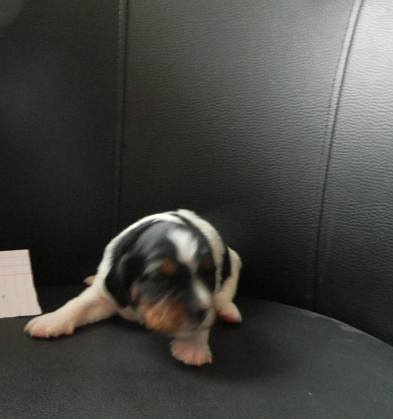 Du Hameau De L'hirondelle - Chiots disponibles - Epagneul Breton
