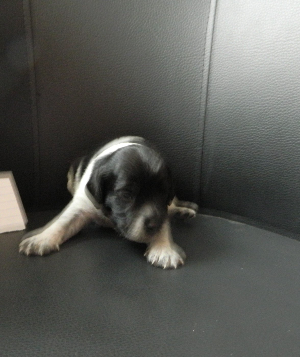 Du Hameau De L'hirondelle - Chiots disponibles - Epagneul Breton