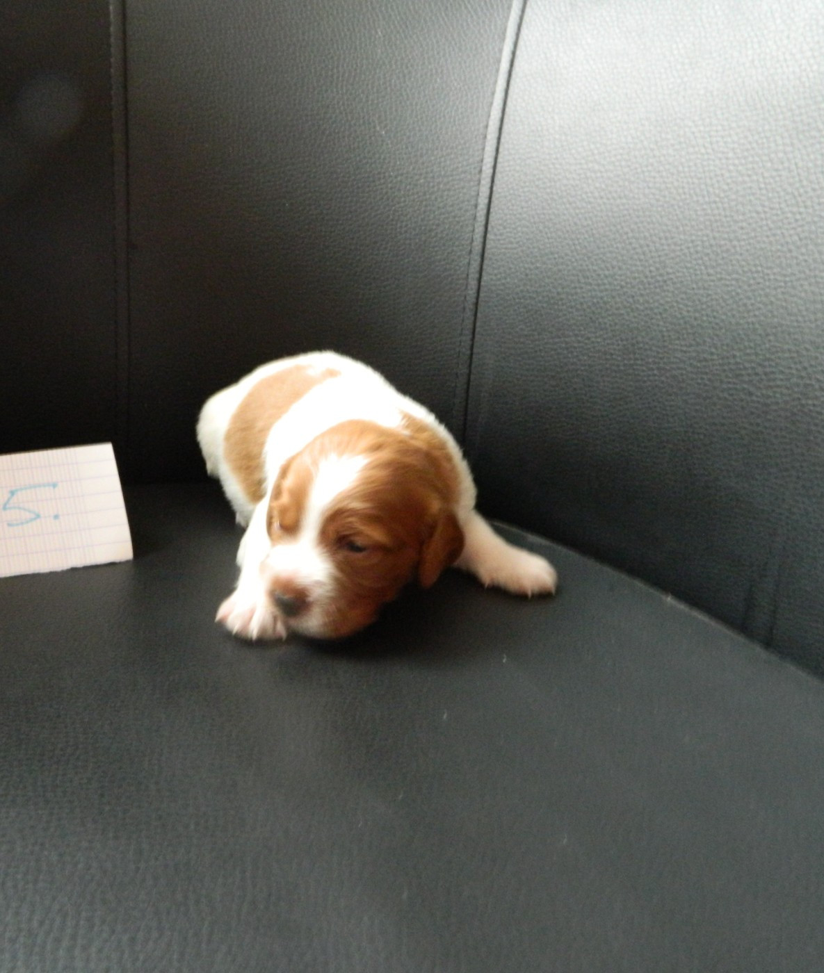 Du Hameau De L'hirondelle - Chiots disponibles - Epagneul Breton