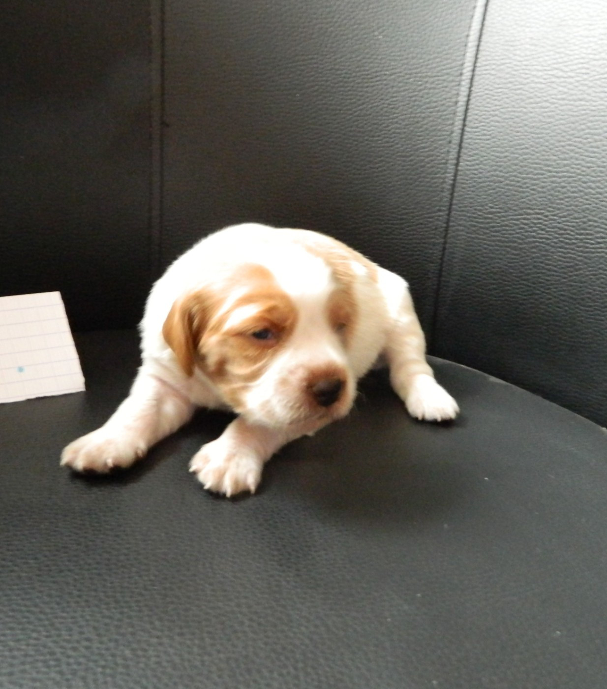 Du Hameau De L'hirondelle - Chiots disponibles - Epagneul Breton