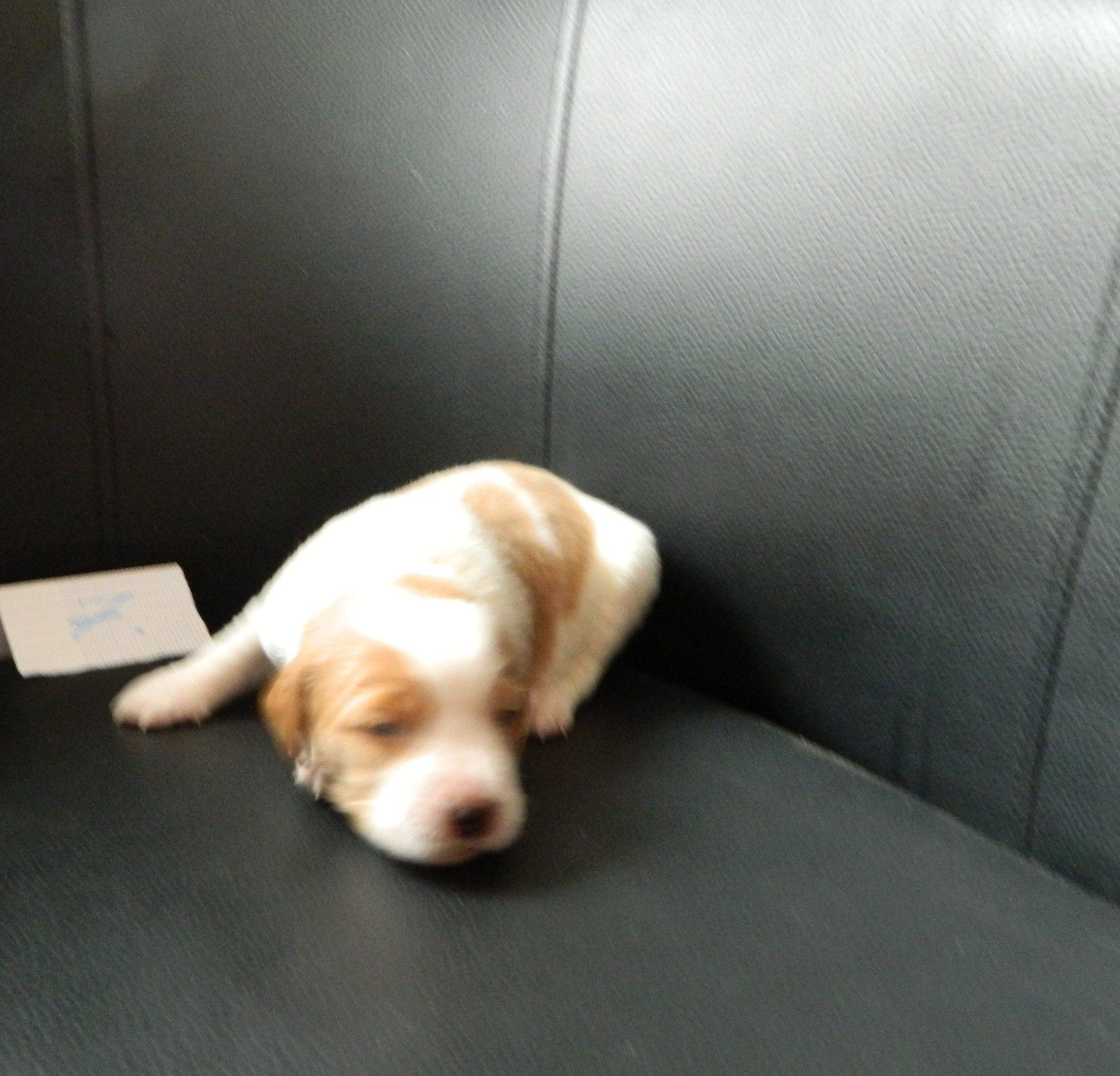 Du Hameau De L'hirondelle - Chiots disponibles - Epagneul Breton