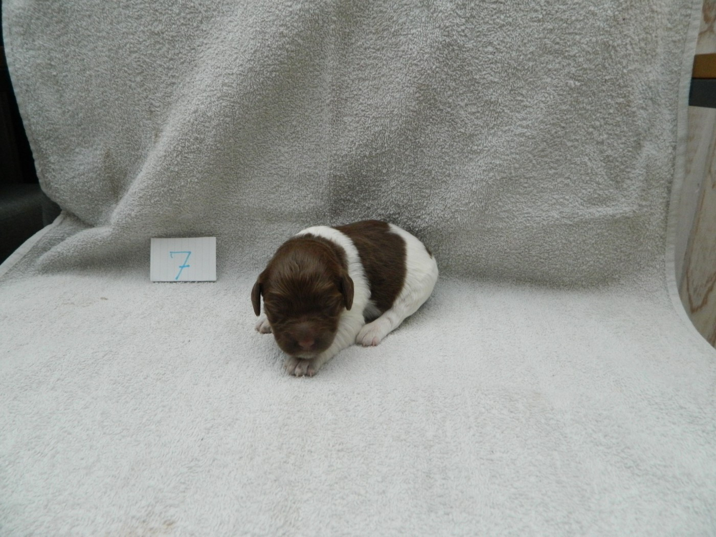 Du Hameau De L'hirondelle - Chiots disponibles - Epagneul Breton
