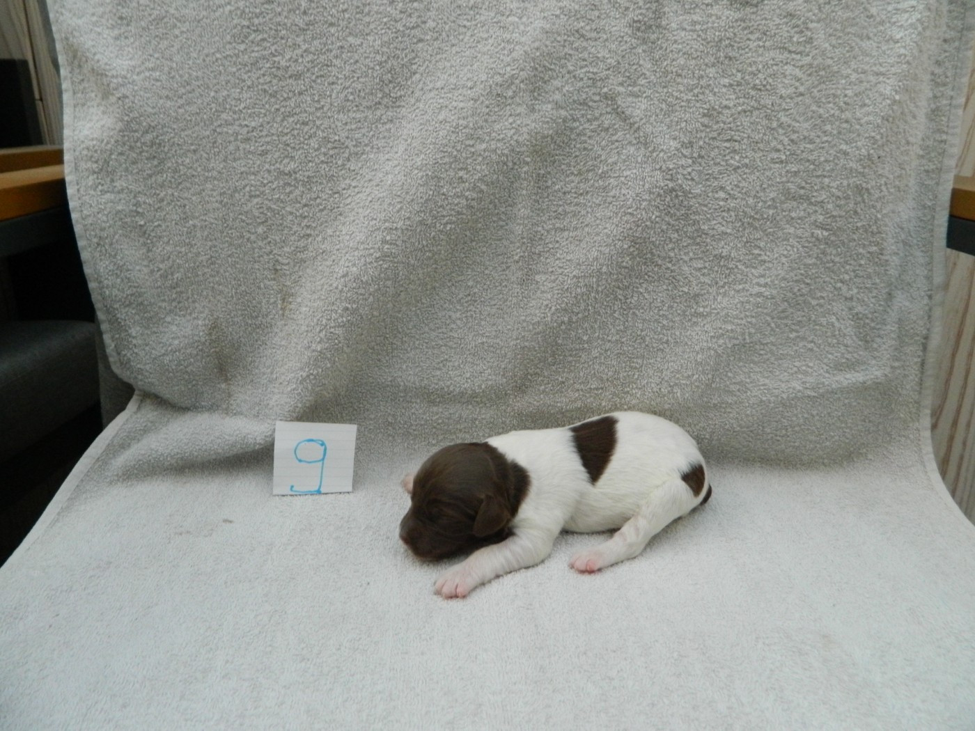 Du Hameau De L'hirondelle - Chiots disponibles - Epagneul Breton