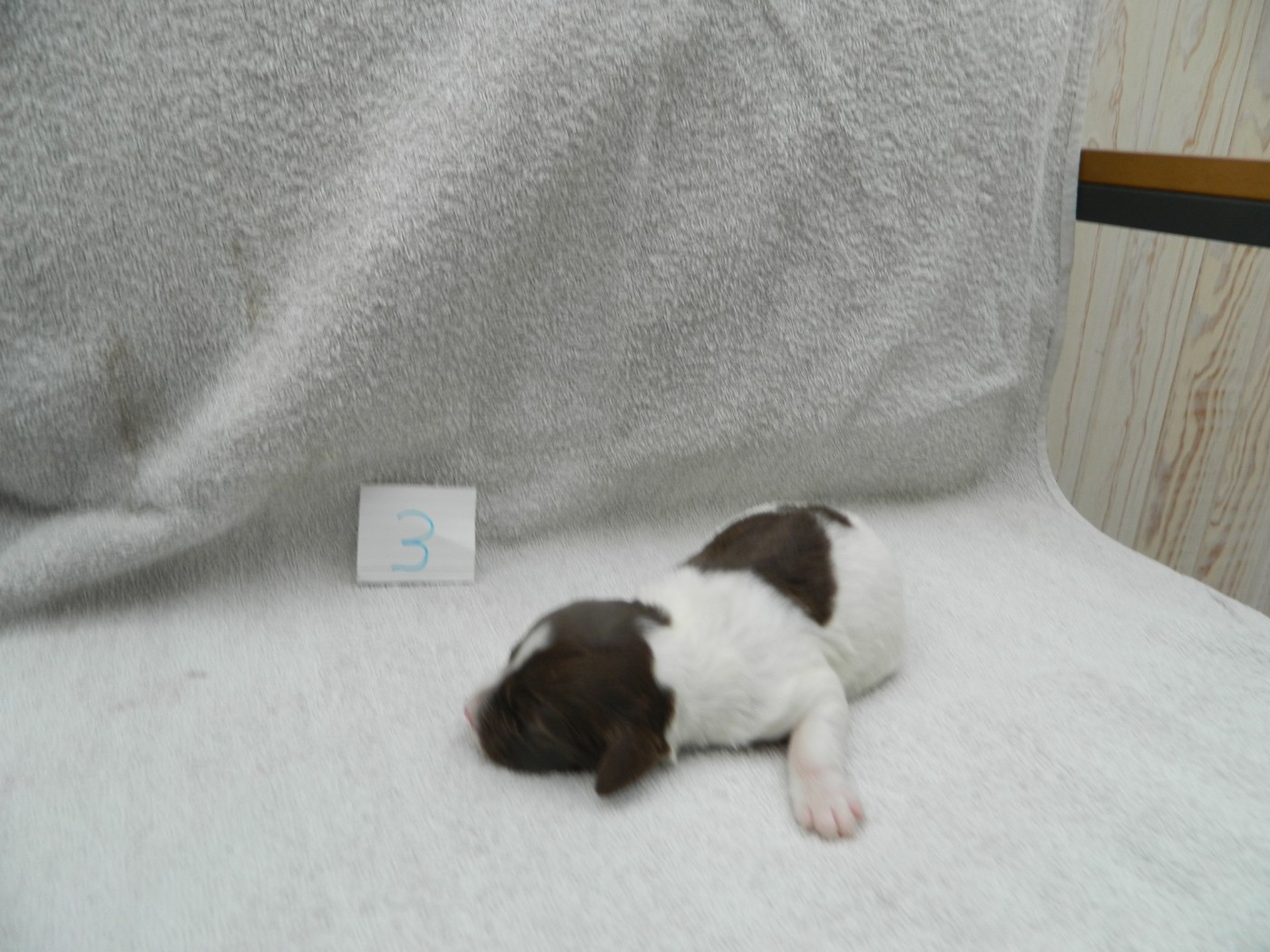 Du Hameau De L'hirondelle - Chiots disponibles - Epagneul Breton