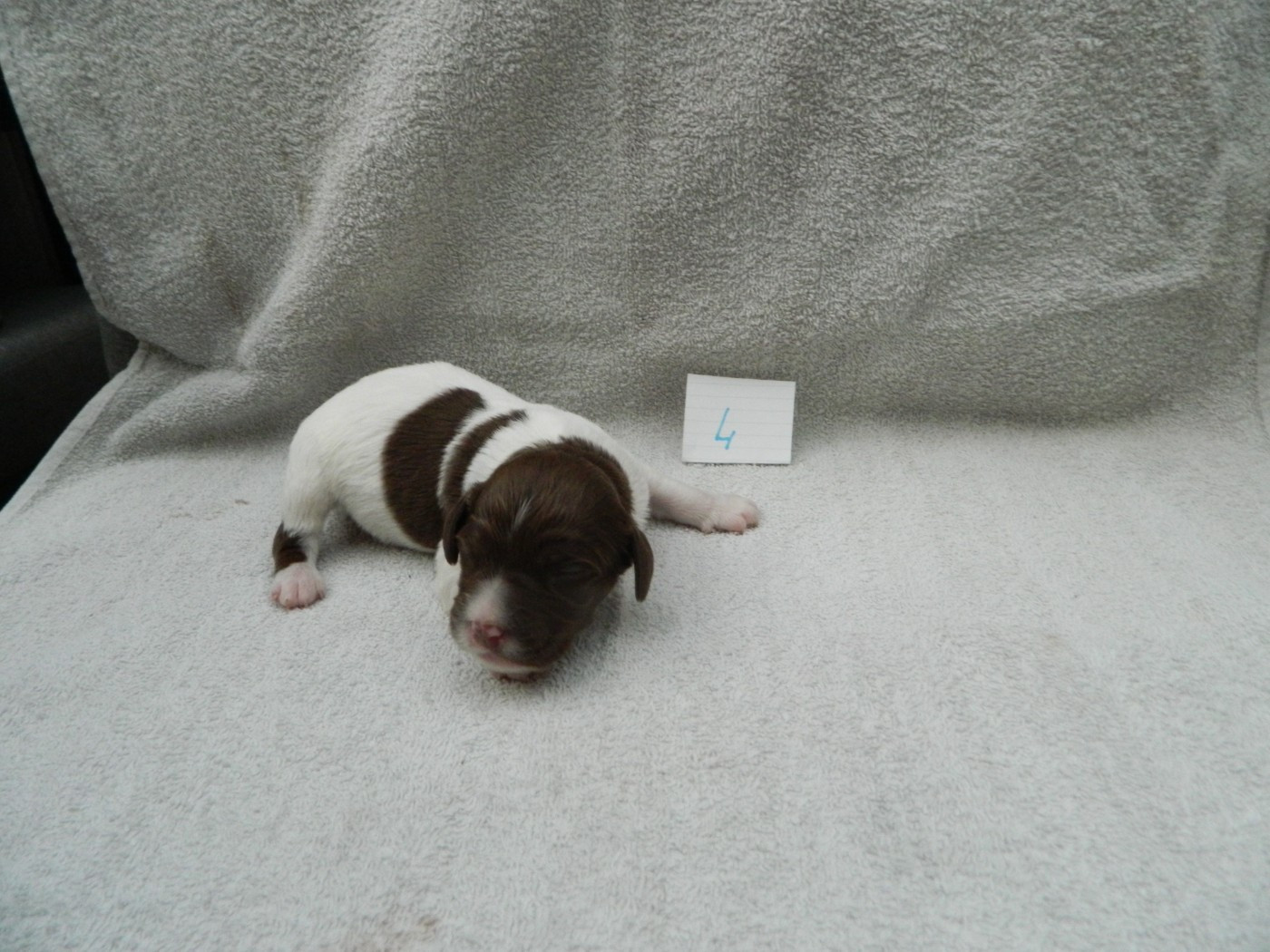 Du Hameau De L'hirondelle - Chiots disponibles - Epagneul Breton