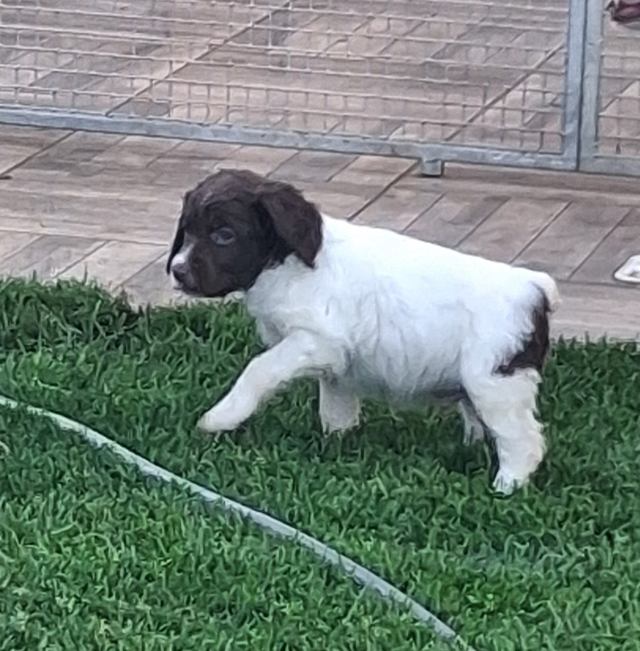 Du Hameau De L'hirondelle - Chiots disponibles - Epagneul Breton