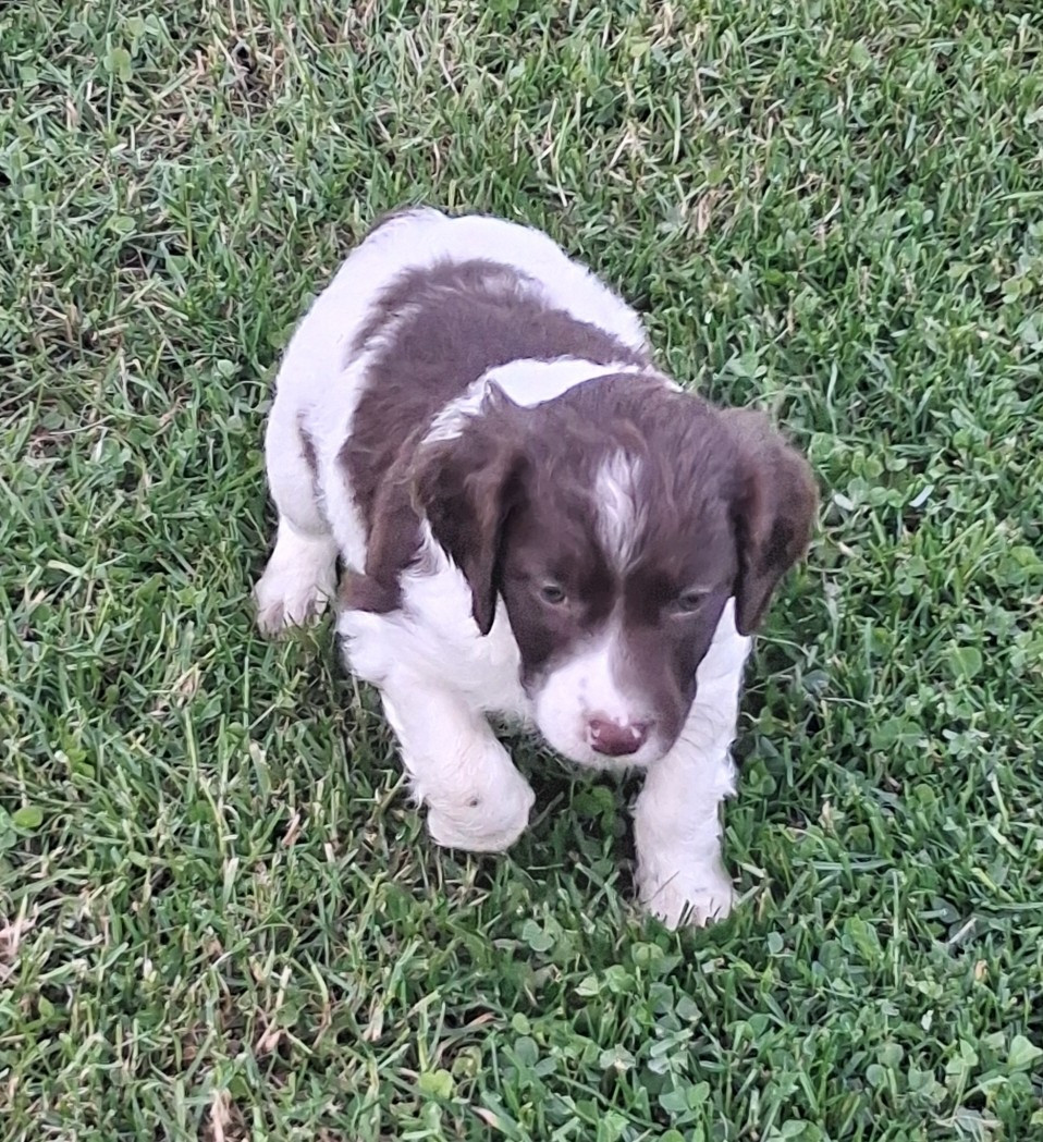 Du Hameau De L'hirondelle - Chiots disponibles - Epagneul Breton