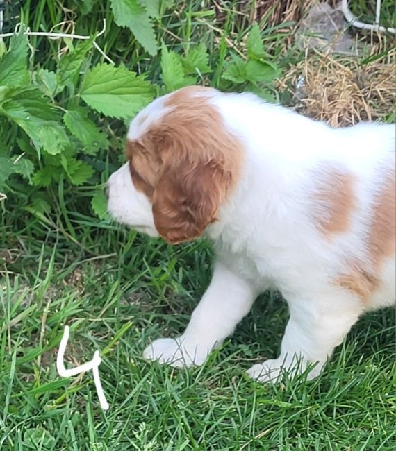 Du Hameau De L'hirondelle - Chiots disponibles - Epagneul Breton
