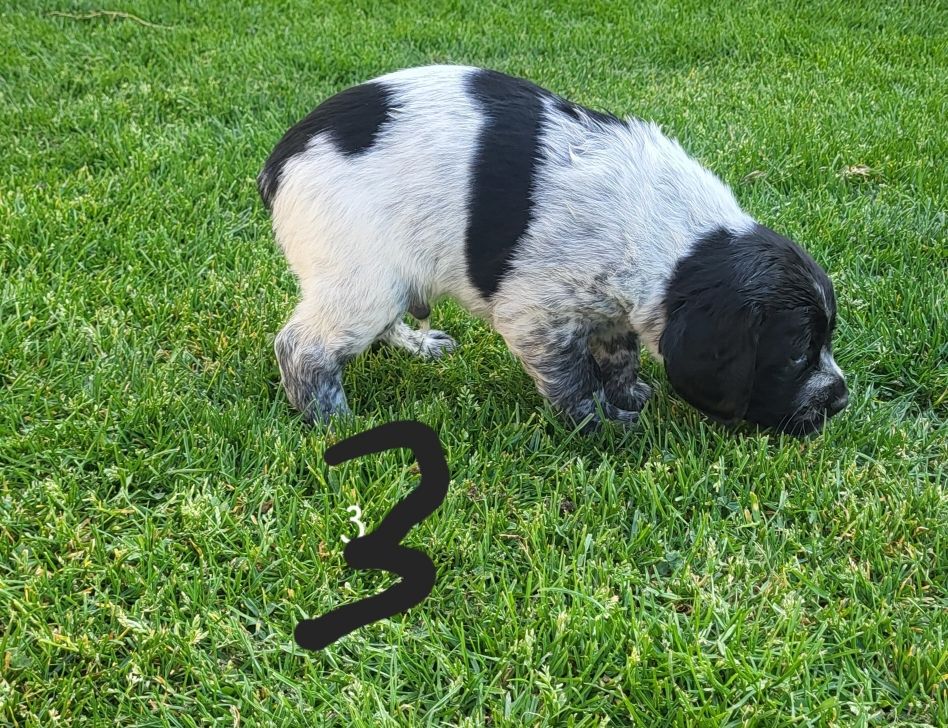 Du Hameau De L'hirondelle - Chiots disponibles - Epagneul Breton