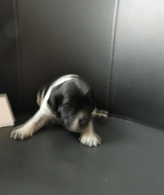 CHIOT 3