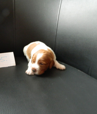 CHIOT 5
