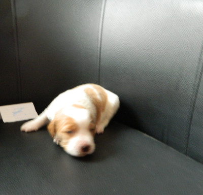 CHIOT 7