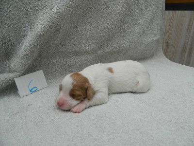 CHIOT 1