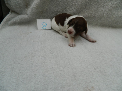 CHIOT 4