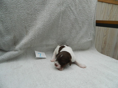 CHIOT 6