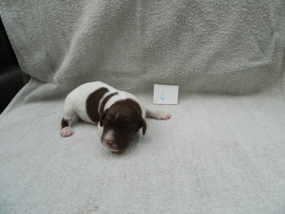 CHIOT 8