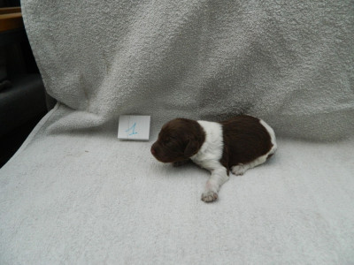 CHIOT 9
