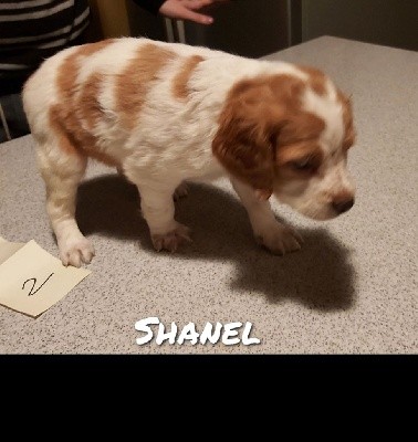 Shanel